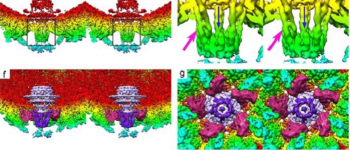 Structure images of common Human Herpes Virus