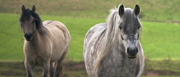 Image of two horses in a field