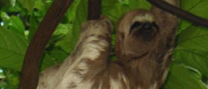 Image of Pale Toed Sloth courtesy of Richard Elliott
