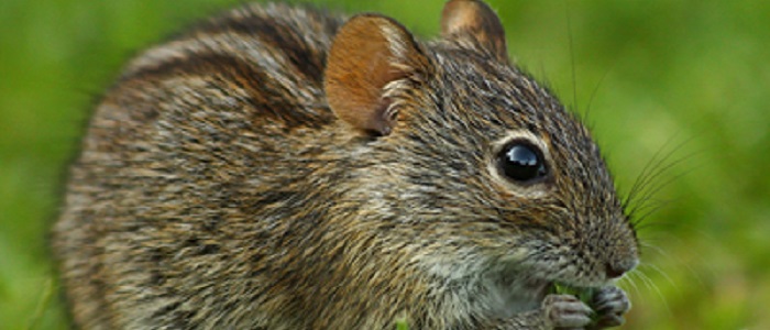 Striped field mouse (a potential reservoir of hantaviruses)