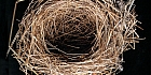 Blackcap nest