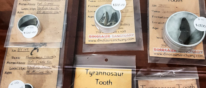 Tyrannosaur Tooth 700