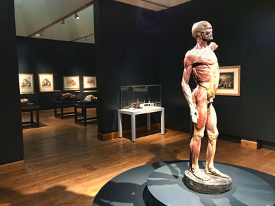 William Hunter and the Anatomy of the Modern Museum exhibition