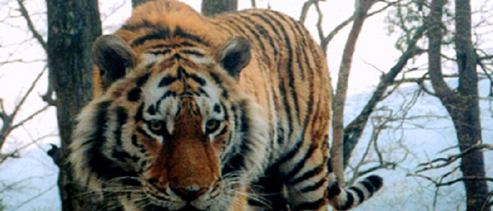 CDV Amur tiger taken by a camera trap. Credit: WCS Russia Programme