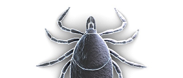 Graphic of a Tick