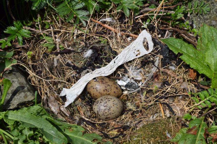 Balnagowan gull nest with plastic (Agnes)