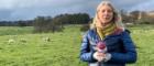 A photo of Professor Lynn Abrams at the launch of Cochno wool at the University of Glasgow's Cochno Farm where our sheep are housed.