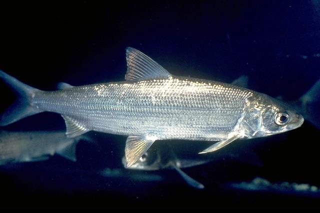 gangfisch