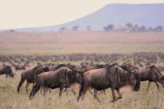 Herd of wildebeest in Serengeti
