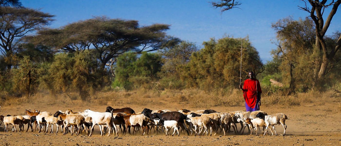 Farmer herding cattle in Africa