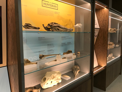 Animal Skulls display