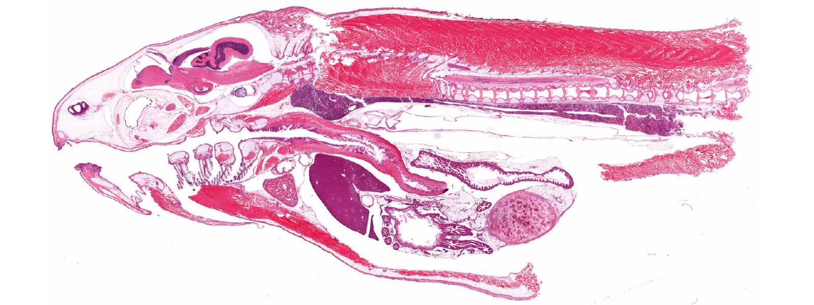 Fish, H&E Staining