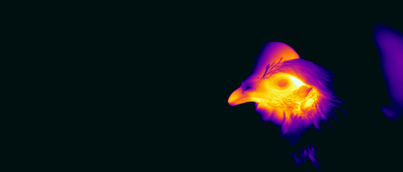 False colour thermal image of the head of a hen. © Dominic McCafferty.