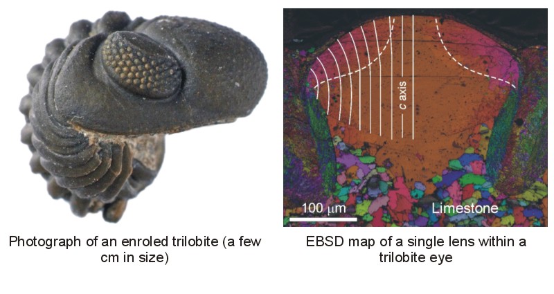 Trilobites