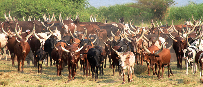 Longhorn cattle in Africa