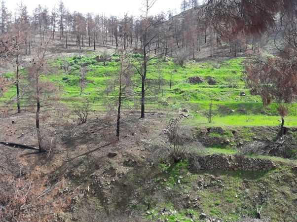 Karterouni in February 2017, with the vegetation recovering from the fire on the deeper soils of the old agricultural terraces (Loizos Konstantinou)