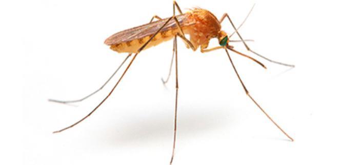 Close-up of Anopheles mosquito