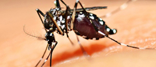 Close-up of Aedes mosquito