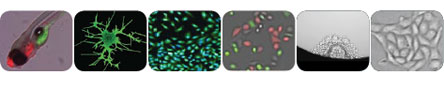 Series of images of cells