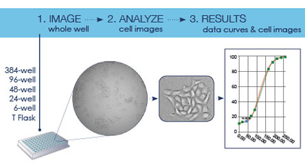 Graphic of cells