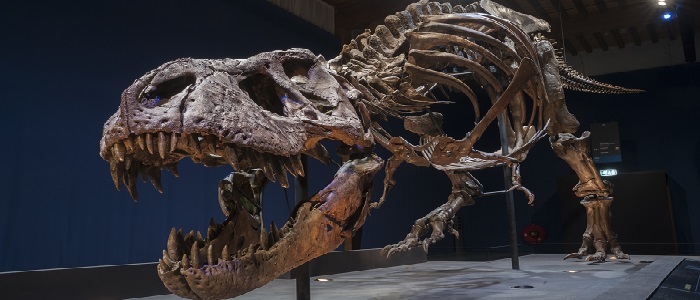T.rex in Town - a T.rex skeleton will go on display in Glasgow's Kelvin Hall from April to July 2019.