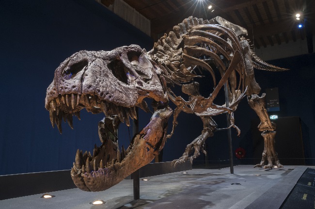 T.rex in Town - a T.rex skeleton will go on display in Glasgow's Kelvin Hall from April to July 2019 650