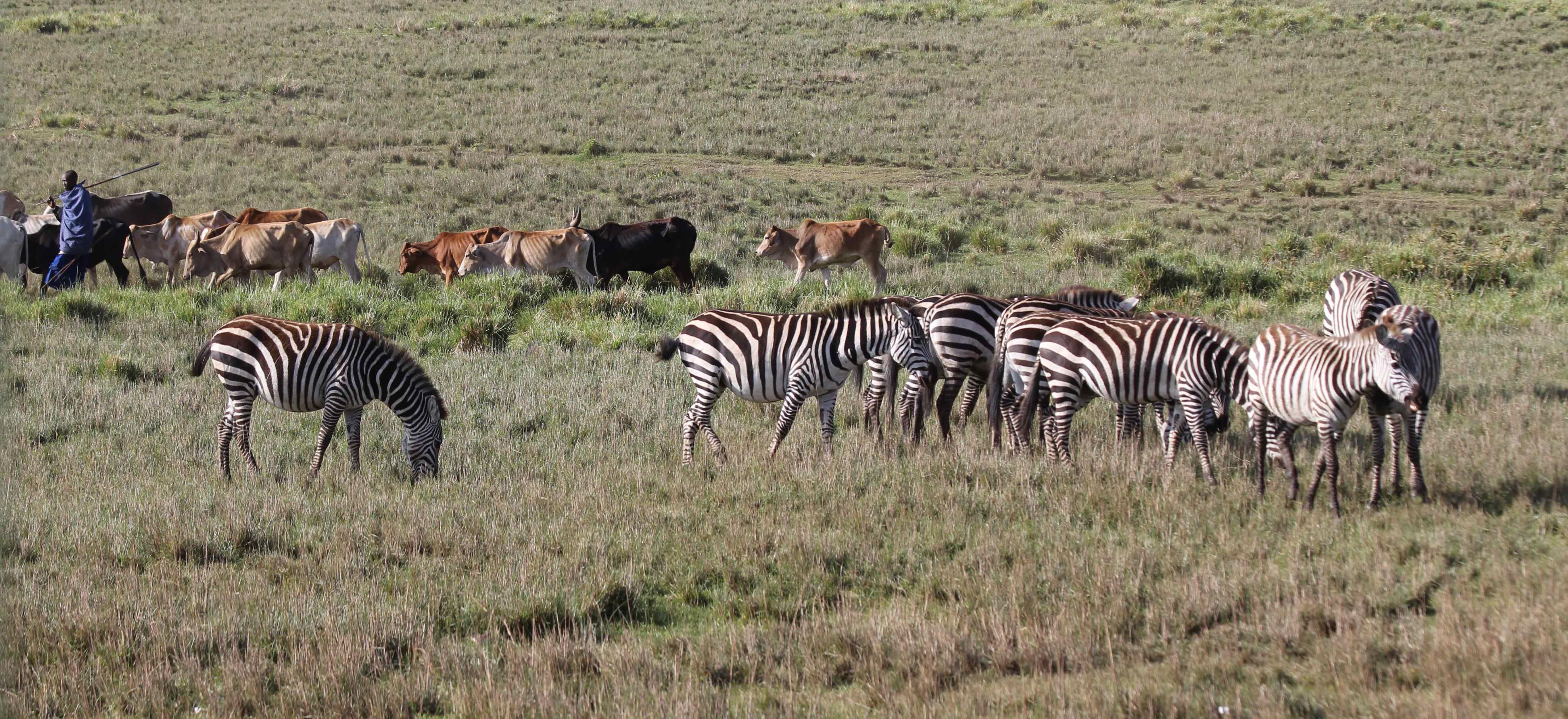 Cattle and zebra grazing together