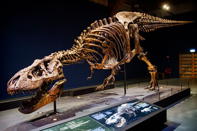 Trix the T. rex. Image © Marten van Dijl, Naturalis.