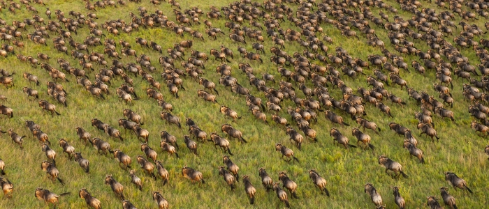 Wildebeest