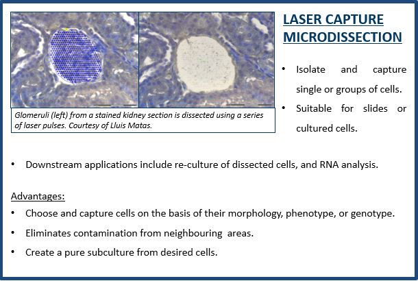 Image of LASER CAPTURE MICRODISSECTION 