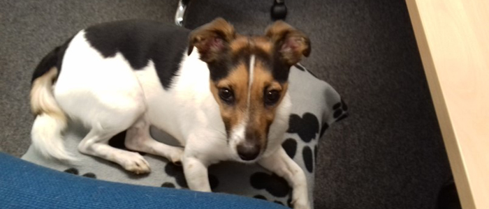 Photo of Rudy Costigan, Parsons Russell Terrier