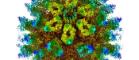 Image of norovirus