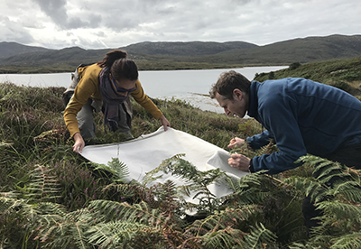 Researchers searching for questing ticks on Uist