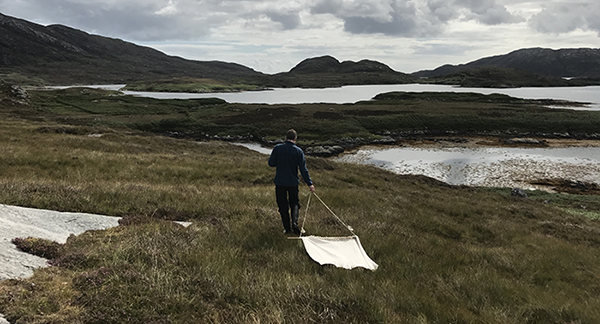 Image of researcher dragging a sheet over moorland to find questing ticks on Uist