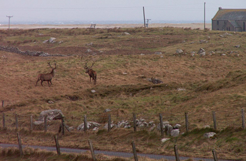Image of deer on Uist moorland
