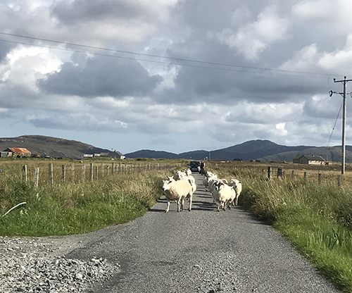 Image of sheep on Uist