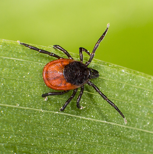 Image of tick that transmits Lyme disease