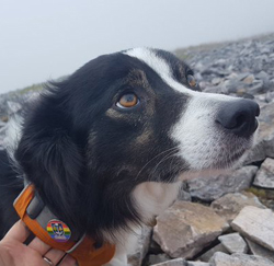 Photo of office dog Zoe with LGBT+ badge