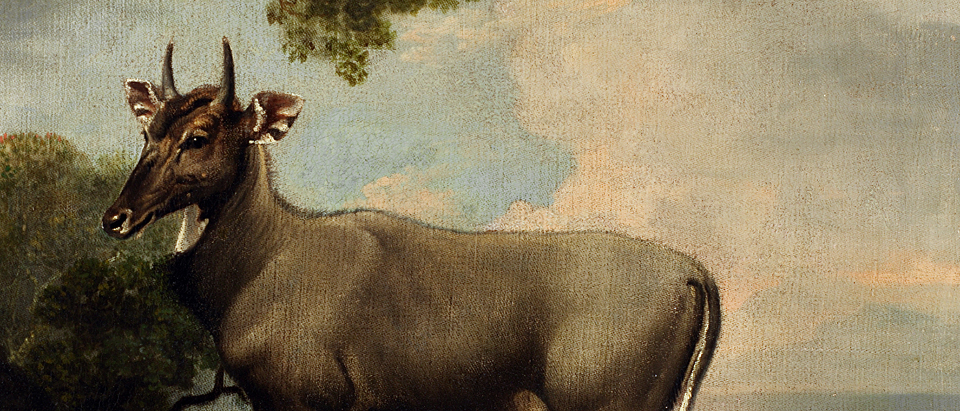 The Nilgai by George Stubbs