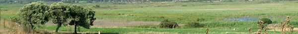 View across the marshes at Neapolis