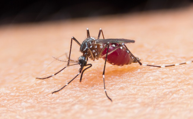 Malaria mosquito