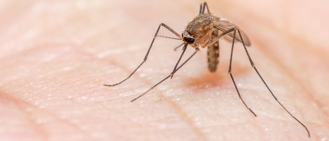An Anopheles mosquito, which spread malaria (photo: Shutterstock)