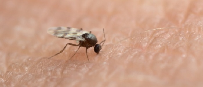 Scottish Midge 700x300