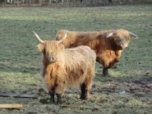 Image of two highland cows in a field