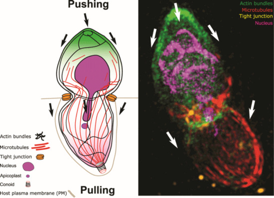 Apicomplexan F‐actin is required for efficient nuclear entry during host cell invasion.jp