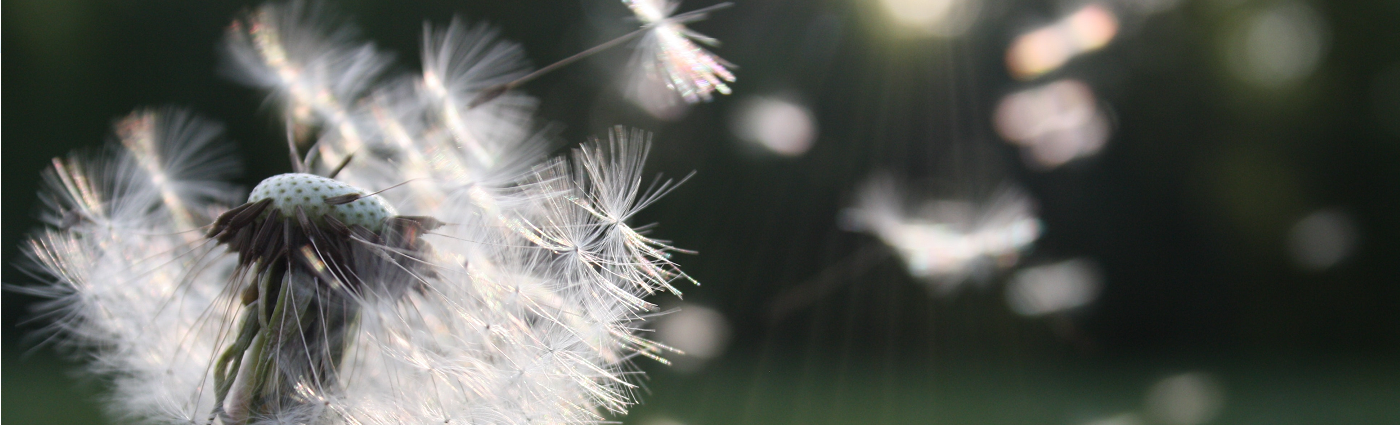 dandelion-seed-MSc - 1400x425