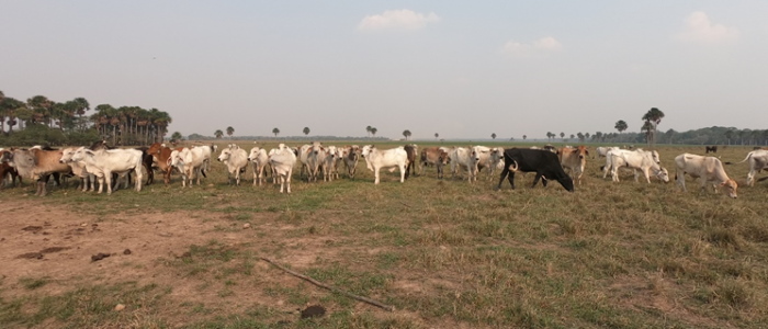 A herd of cows in a field in Columbia