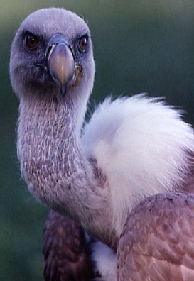 Vulture2