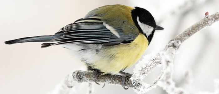 A small bird in the snow