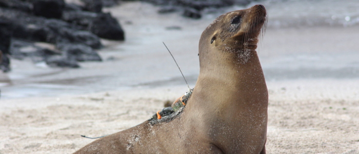 A seal with a transmittor on its' back